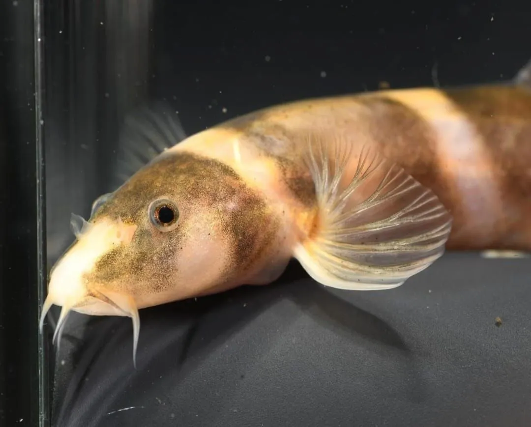 Ikan Kapuasia Falaris, ikan bergaris hitam dan putih, menampilkan pola yang menarik di habitatnya.