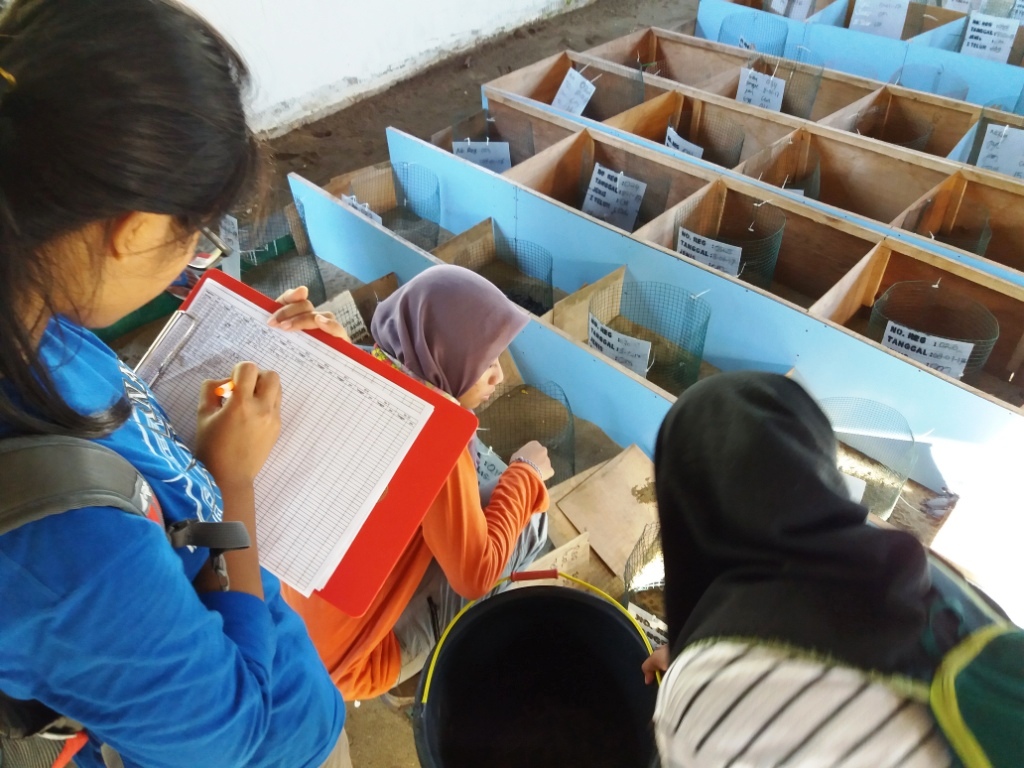 konservasi penyu hijau