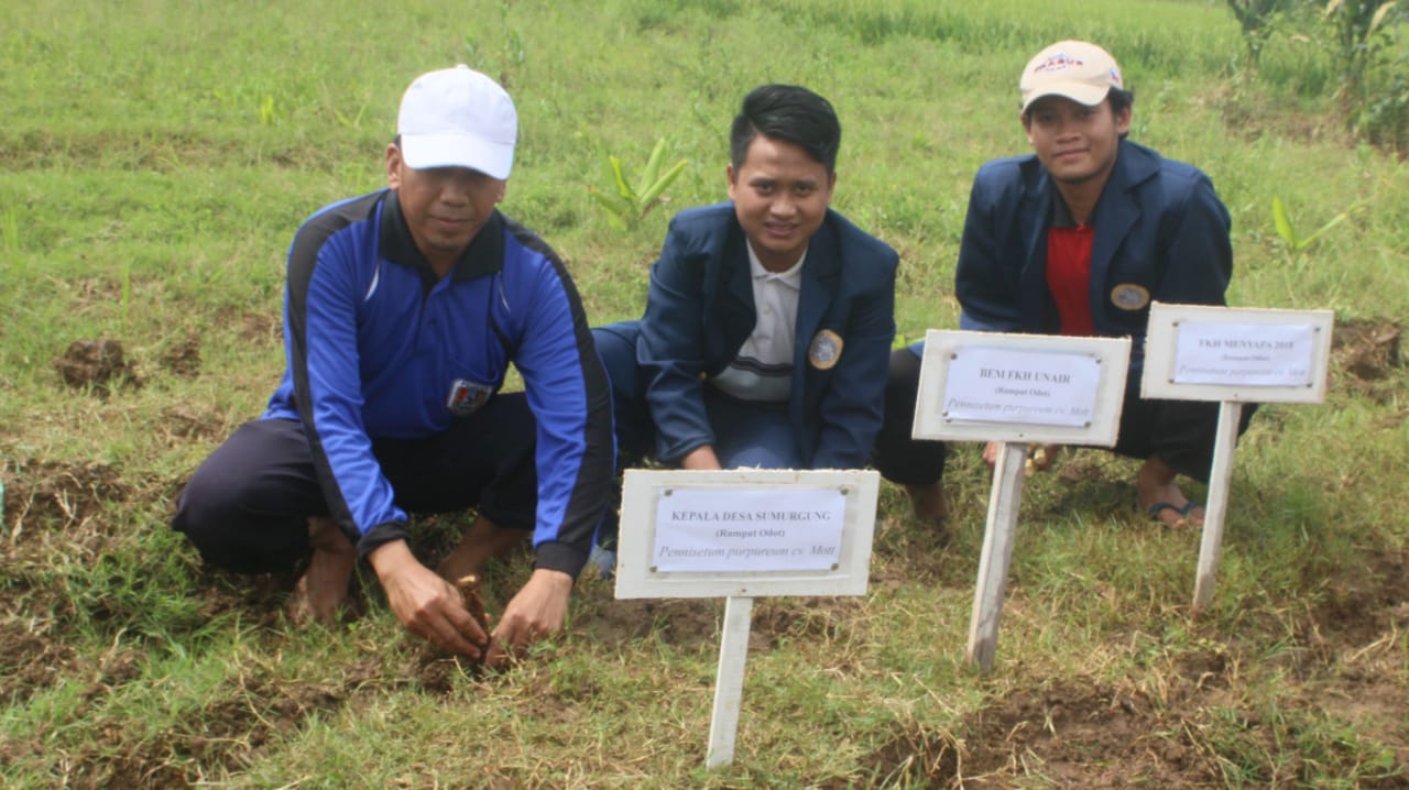 DARI Kiri, Kepala Desa Widodo, Ketua BEM Devi Kurniawan, dan perwakilan panitia melakukan penanaman rumput odot Desa Sumurgung, Kecamatan Montong, Kabupaten Tuban. (Foto: Istimewa)