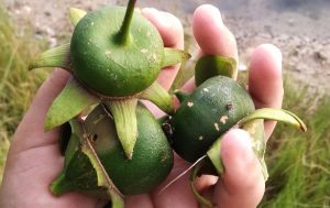 buah pedada