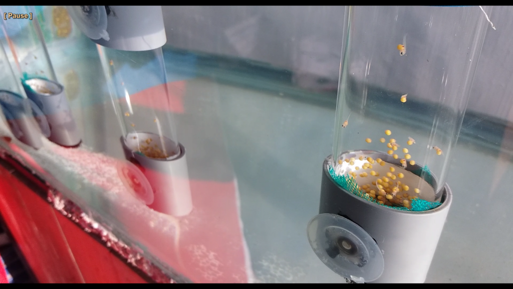 INKUBATOR telur ikan karya mahasiswa Fakultas Perikanan dan Kelautan (FPK) Program Studi di Luar Kampus Utama (PSDKU) Universitas Airlangga sebagi solusi peningkatan produksi benih nila merah di Kabat, Banyuwangi. (Foto = Bastian Ragas)