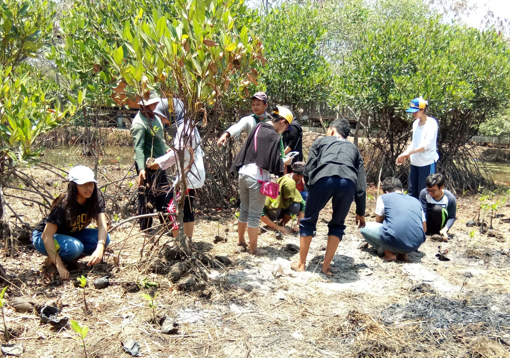 KEGIATAN Penaman Mangrove oleh BEM UNAIR. (Foto: Istimewa)