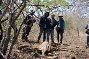 OBSERVASI dan pengamatan hewan mati pada rute tracking Savana Bekol–Bama. (Foto: Panitia)