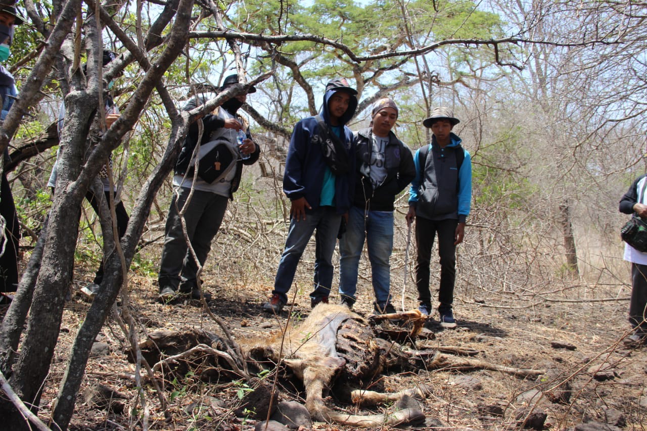 OBSERVASI dan pengamatan hewan mati pada rute tracking Savana Bekol–Bama. (Foto: Panitia)
