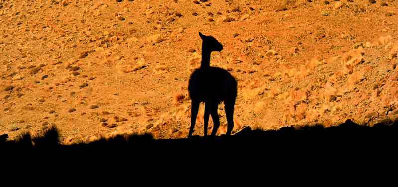 Ilustrasi oleh Borneo Chanel