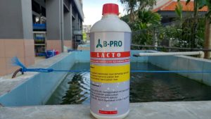 B Pro, fish special probiotics by UNAIR students.