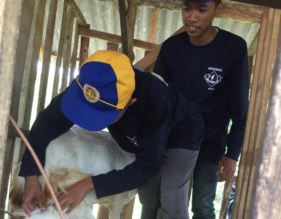 Mahasiswa FKH PSDKU Banyuwangi saat melakukan cek kesehatan ternak warga. (Foto: Istimewa)