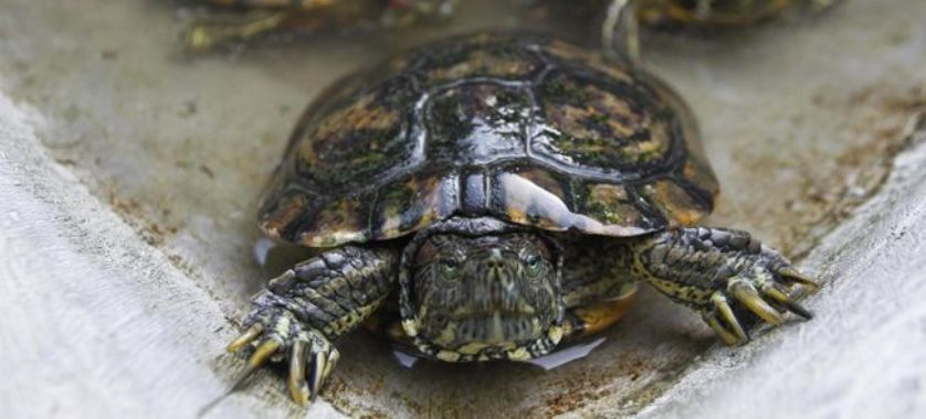 Ilustrasi oleh malahayati ac id