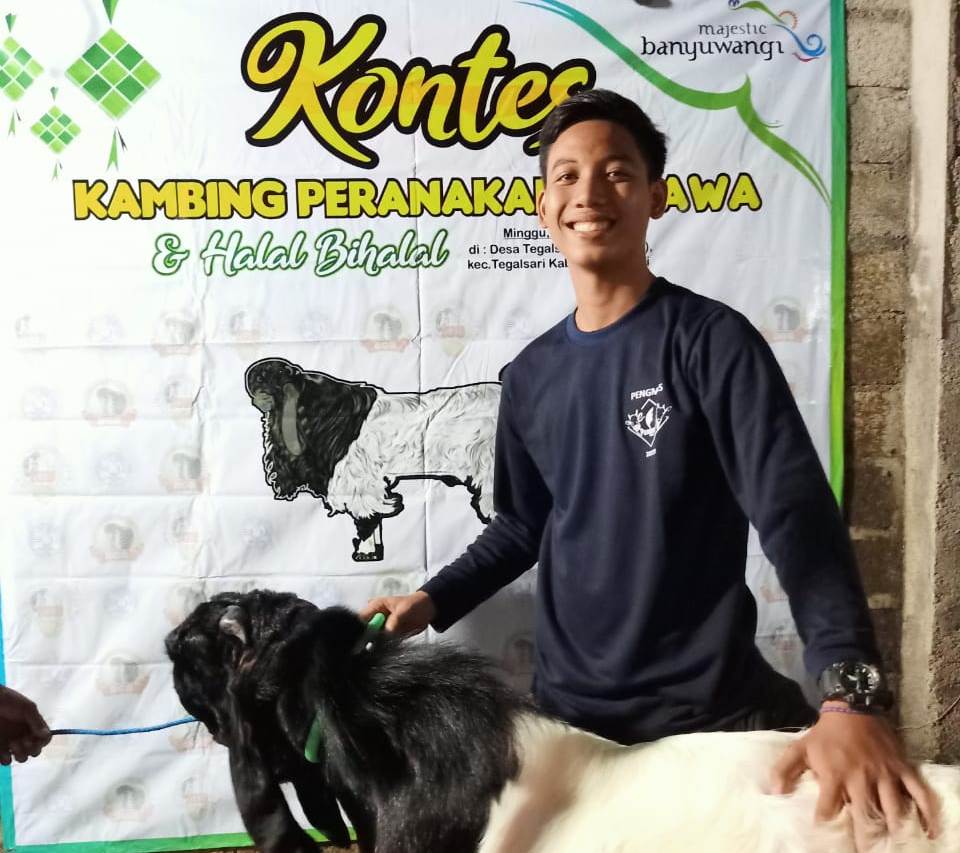 Kontes Kambing