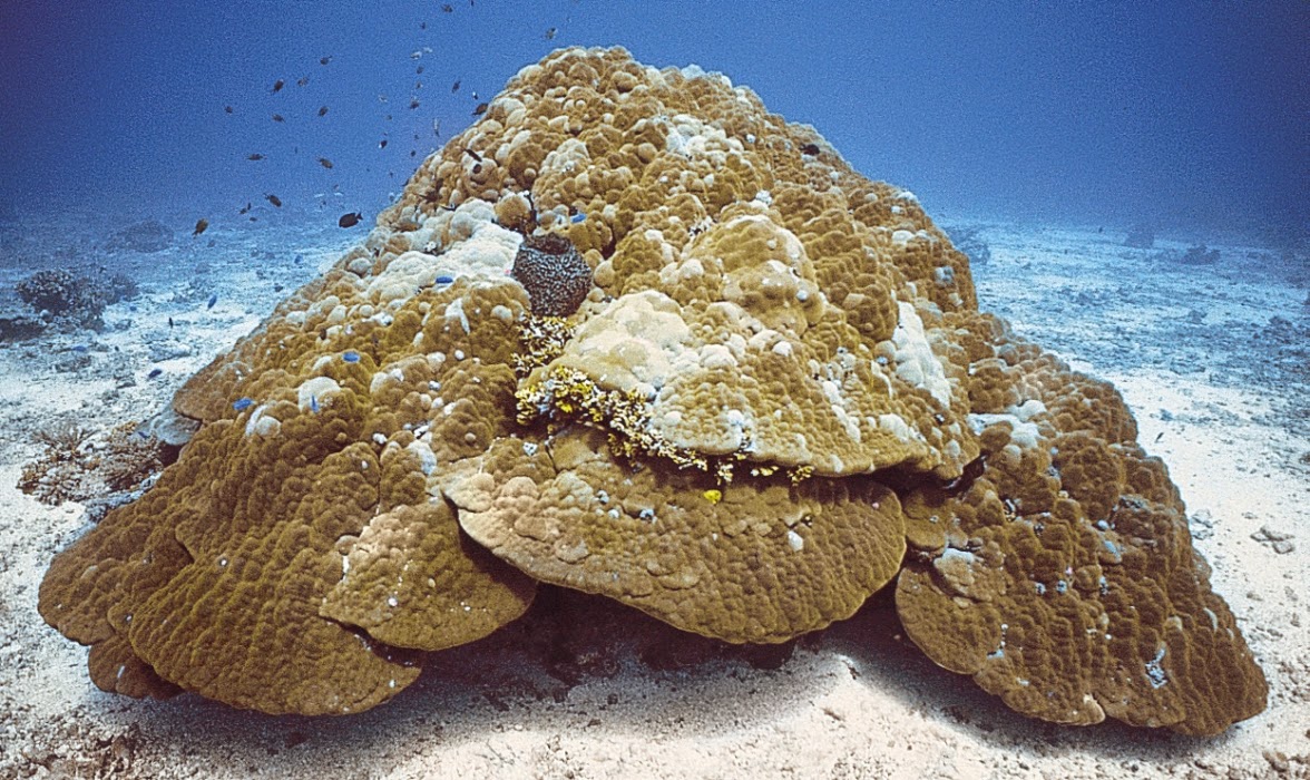 Sumber foto: Istimewa