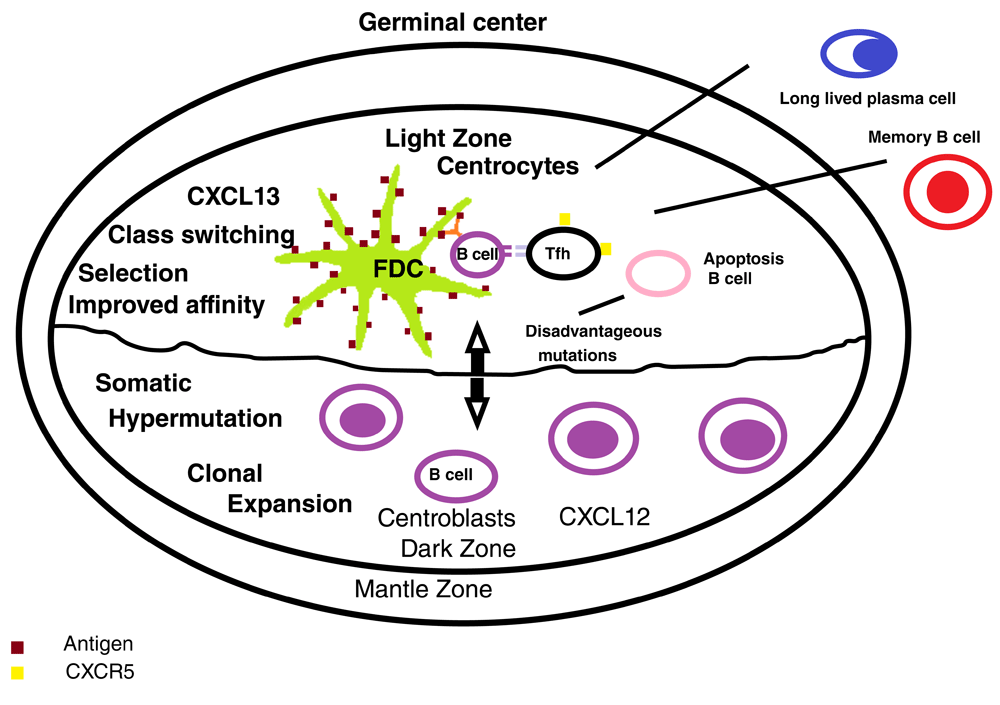 ILUSTRASI CXCL13. (Sumber Foto: Istimewa)