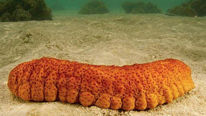 ILUSTRASI teripang emas. (Foto: Istimewa)