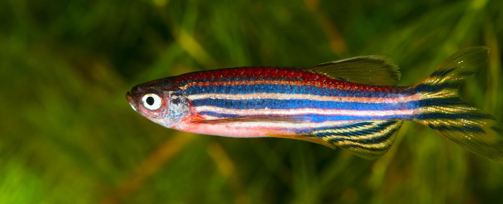 ILUSTRASI ikan Zebrafish. (Foto: Istimewa)