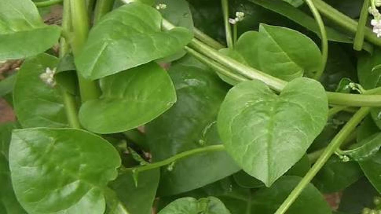 ILUSTRASI daun Binahong. (Foto: Istimewa)