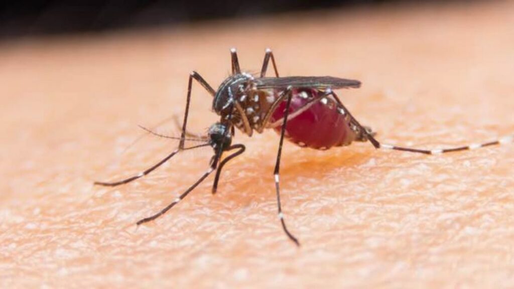 ILUSTRASI nyamuk penyebab demam berdarah dengue. (Foto: Istimewa)