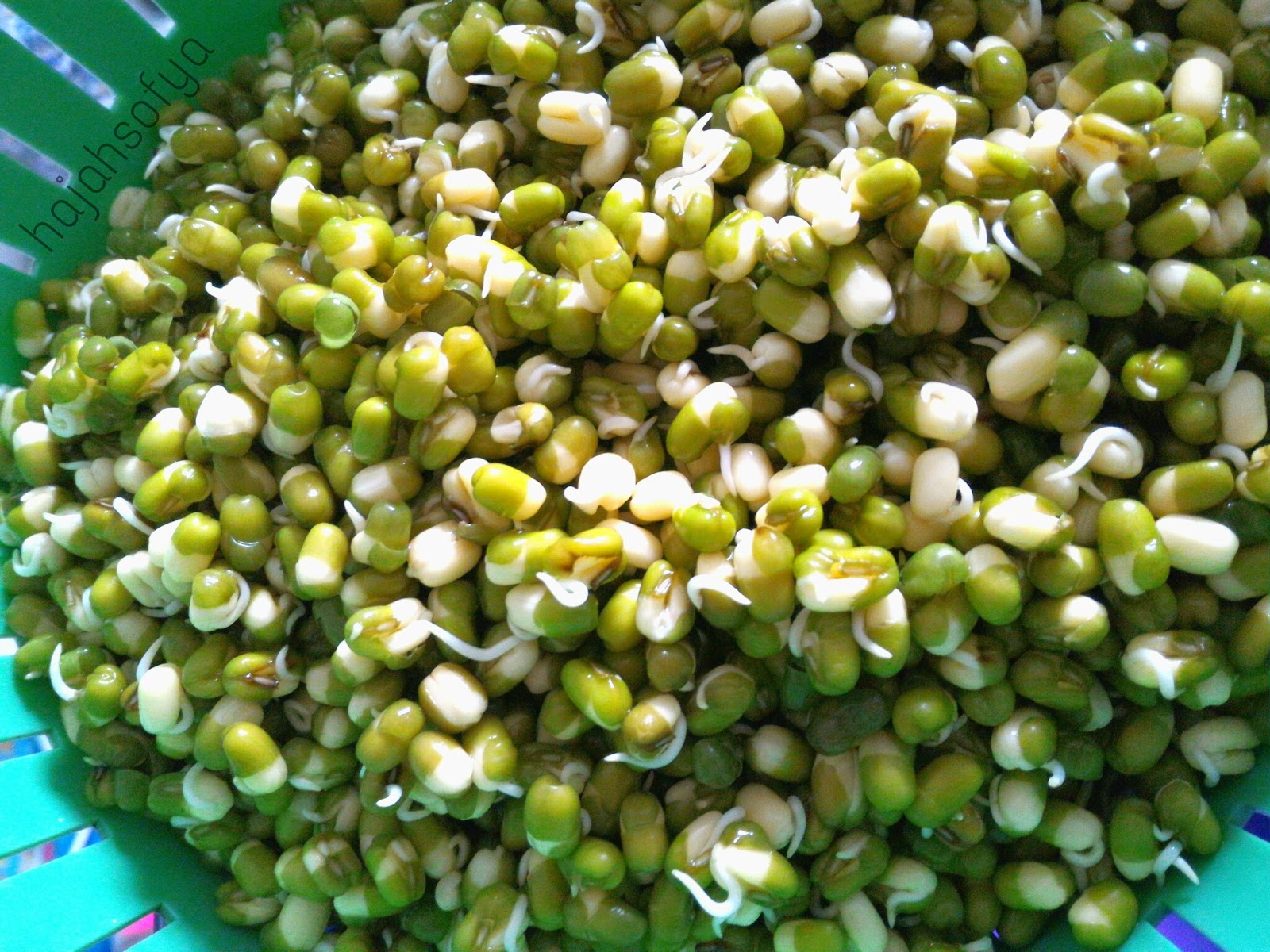 ILUSTRASI kecambah kacang ijo. (Foto: Istimewa)