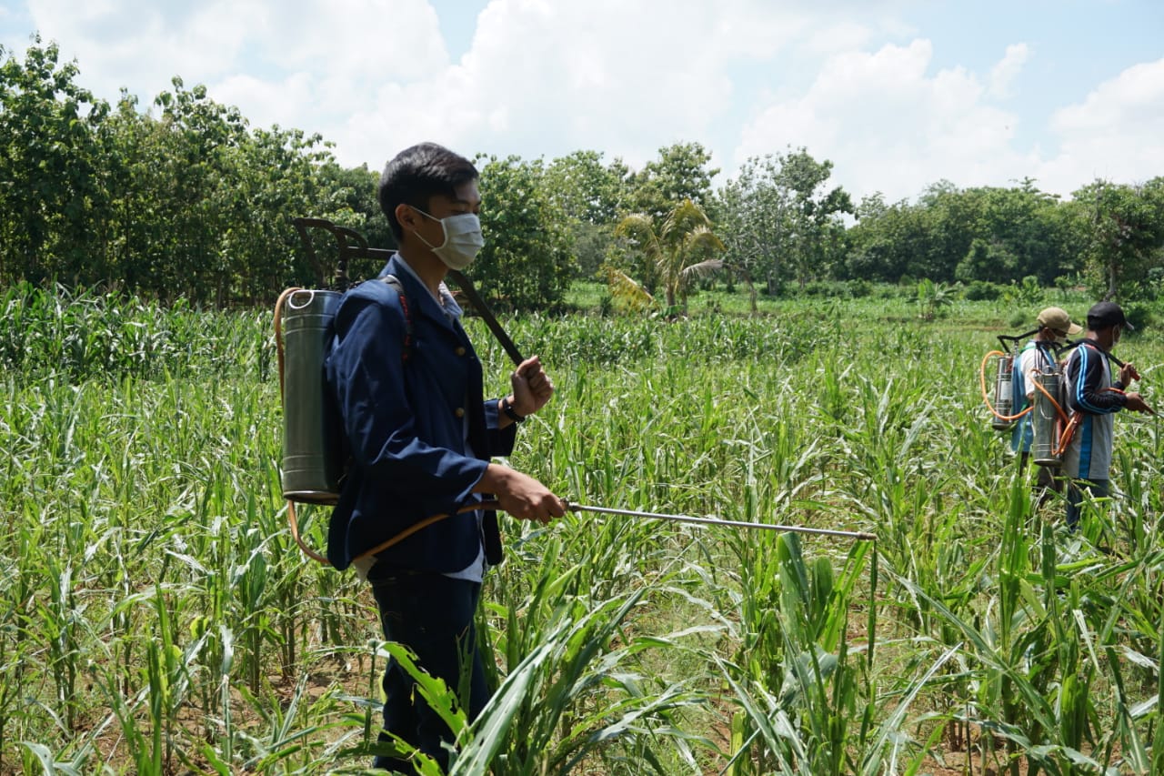BPP bersama mahasiswa dan kelompok tani melakukan pembasmian wabah ulat grayak di lahan jagung warga desa Bedonglateng. (Foto: istimewa).