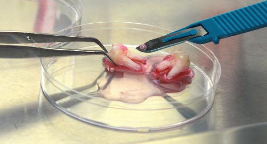 Stem cell illustration. (Photo: By courtesy)