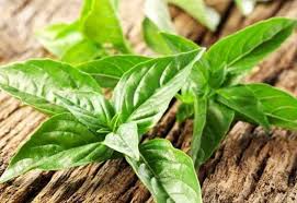 Basil leaf extract for the treatment of gastritis Universitas