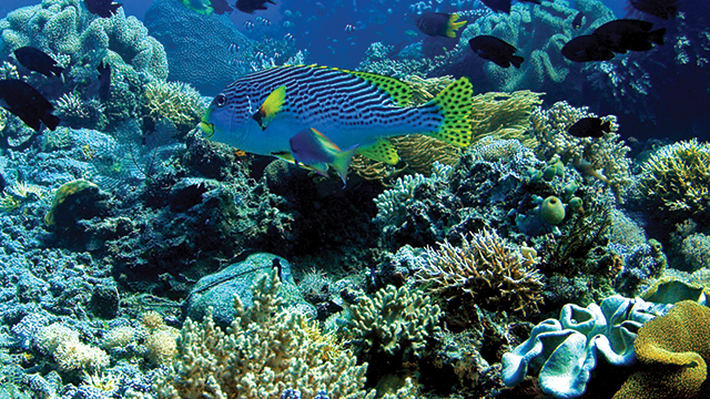 Ilustrasi Biota Laut. Sumber: Greeners.co