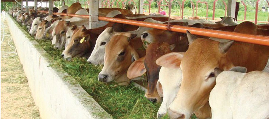 ILUSTRASI peternakan sapi. (Foto: agroindonesia.co.id)