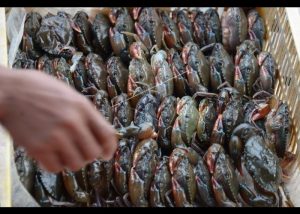 ILUSTRASI kepiting soka. (Foto: Antara)