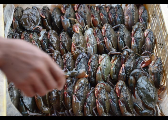 ILUSTRASI kepiting soka. (Foto: Antara)