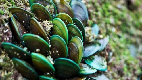 Ilustrasi komunitas kerang (Foto: lifestyle okezone.com)