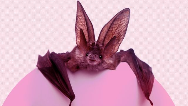 ILLUSTRATION source bbc.com