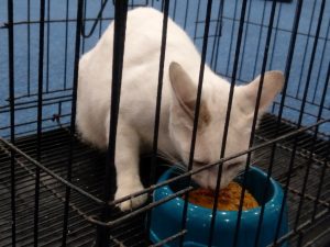 KUCING di RSHP langsung lahap memakan pakan hibah dari PT. Nutricell untuk RSHP UNAIR. (Foto: Dimar Herfano)