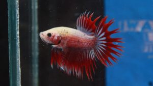 ILUSTRASI ikan cupang. (Foto: http://agroindonesia.co.id)