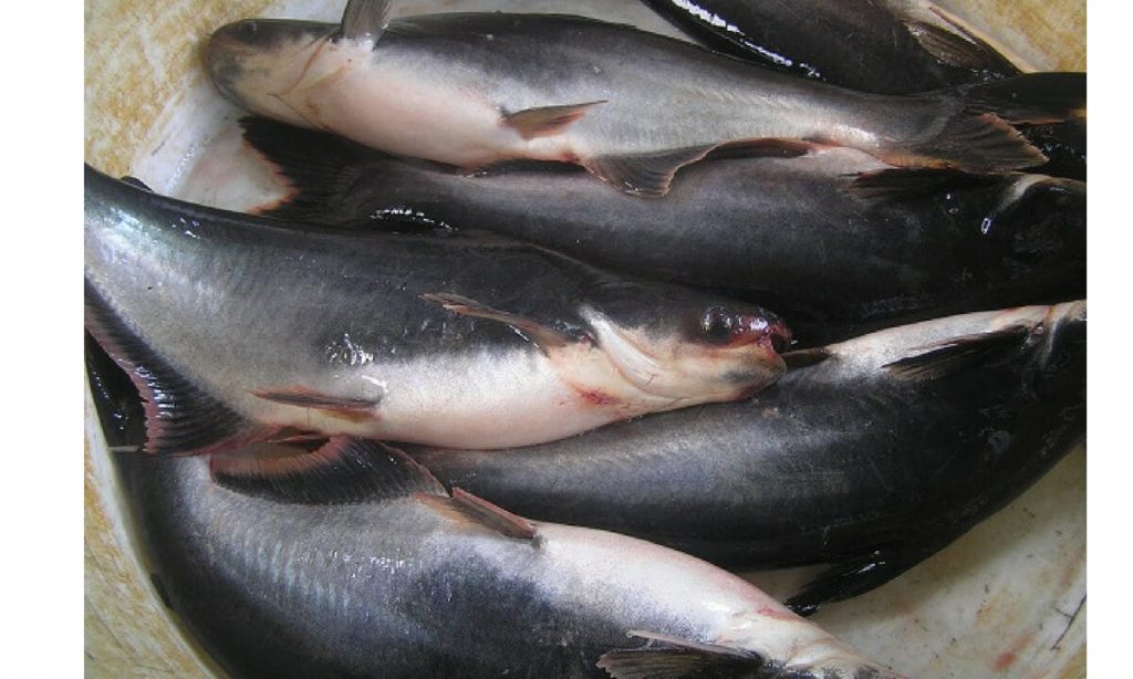 ILUSTRASI ikan patin. (Foto: Istimewa)