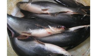 ILUSTRASI ikan patin. (Foto: Istimewa)
