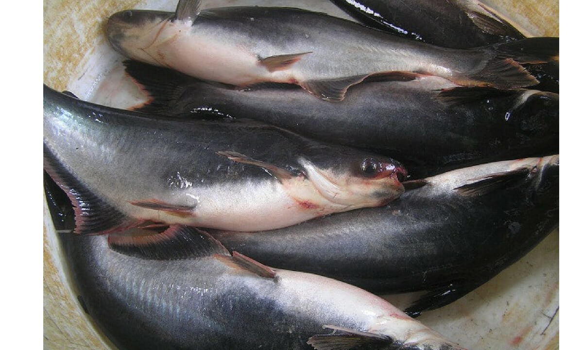 ILUSTRASI ikan patin. (Foto: Istimewa)