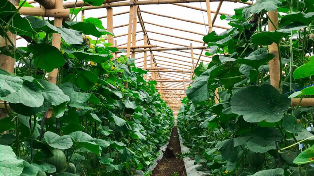 KEBUN Melon CV. Sultan Agro Nusantara dengan sistem Greenhouse. (Foto: Rahmattulizzar Alfandi)