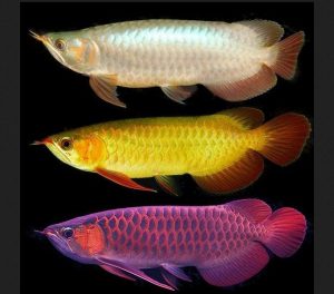 Perbedaan Ikan Arwana Super Red, Banjar Red, dan Golden Red