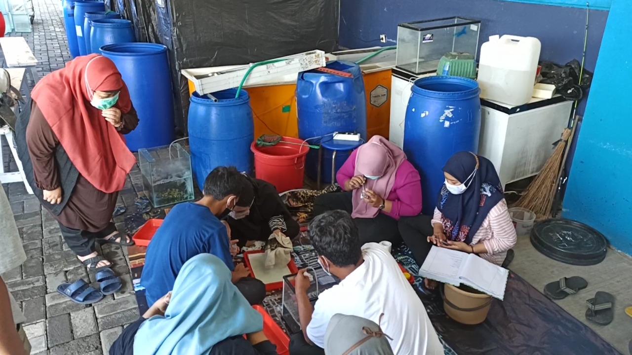 Mengatasi Serangan Lintah Laut di Ikan Kerapu dengan Perasan Daun Pepaya