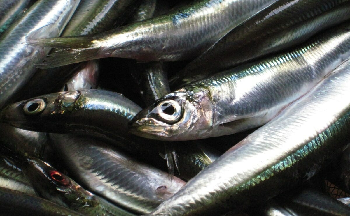 The Concentration of Radionuclides in the Muscle of Sardine Fish