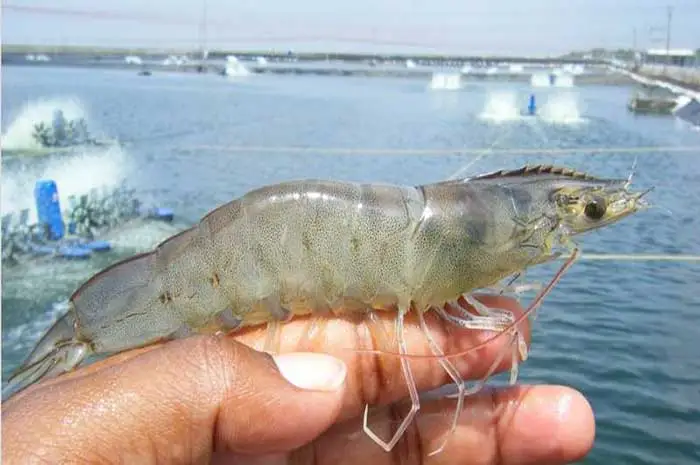 Udang vannamei (Litopaneus vannamei)