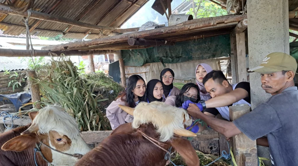 Pengecekan Sapi Kurban oleh Dokter Hewan Dinas dan Mahasiswa di Salah Satu Peternakan di Kecamatan Kalipuro (Sumber: Panitia)