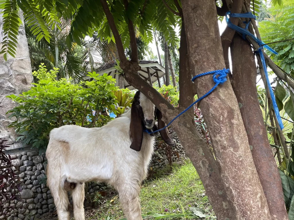 Salah Satu Kambing yang Dijadikan Hewan Qurban SIKIA pada Jumat (30/3/2023) (Sumber: KKI UNAIR)