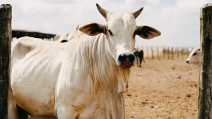 Photo of a cow (Source: liputan6)