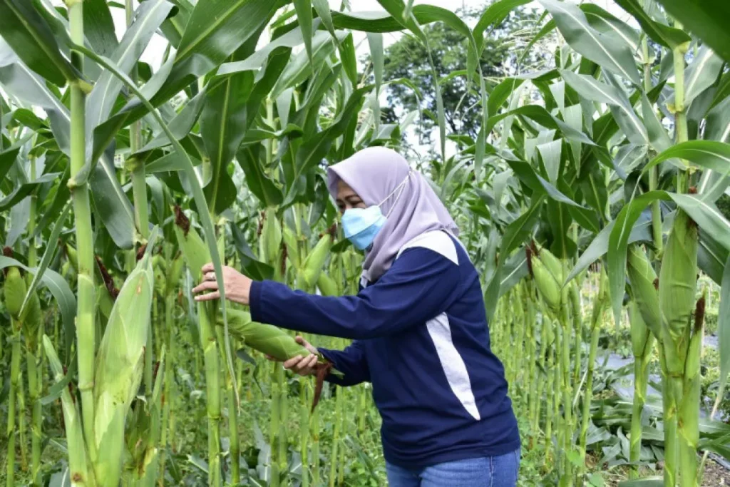 Lahan BTKD di Kota Surabaya perkuat ketahanan pangan. (Sumber: Jatim.antaranews.com)