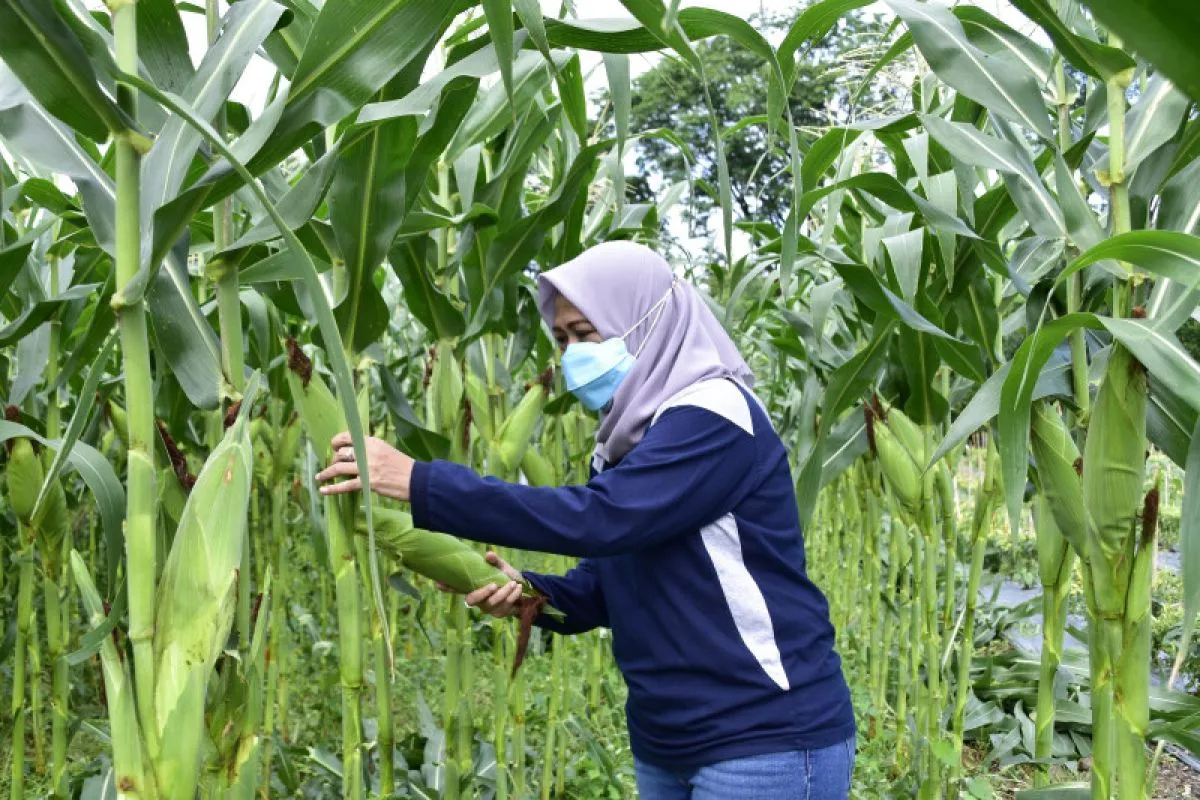 Lahan BTKD di Kota Surabaya perkuat ketahanan pangan. (Sumber: Jatim.antaranews.com)