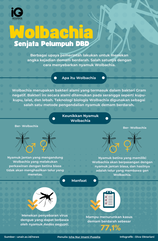 Pemerintah menekan angka demam berdarah dengan menyebarkan nyamuk Wolbachia, bakteri alami yang ditemukan pada serangga. Nyamuk ini, ketika jantan ber-Wolbachia berpasangan dengan betina biasa, tidak menghasilkan telur yang menetas. Hasil uji coba menunjukkan penurunan kasus demam berdarah sebesar 77,1 persen dan perawatan di rumah sakit turun 86 persen, menandakan efektivitas nyamuk Wolbachia dalam menekan penyebaran virus dengue.