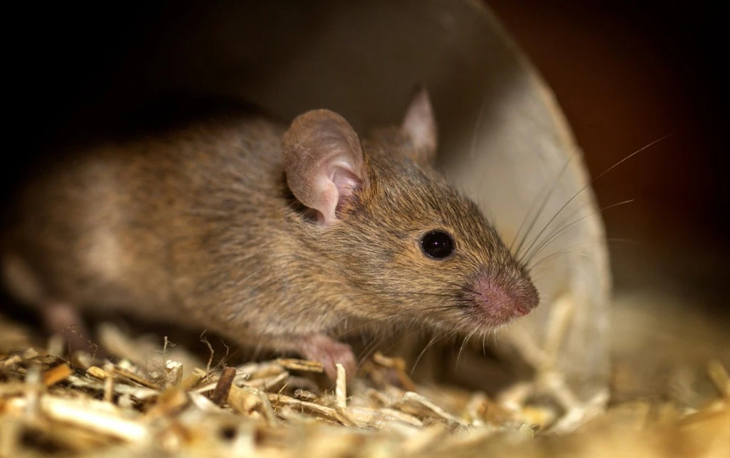 Rat illustration (Photo: Puskesmas Kuta Selatan)