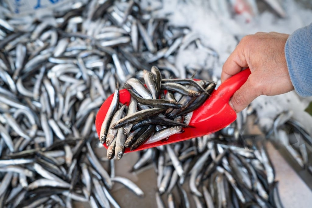 Anchovy (Photo: IStock)