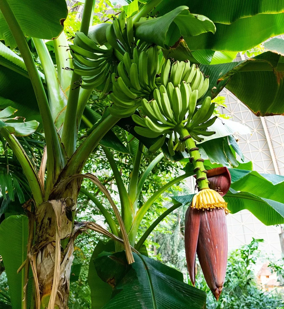 Kulit Pisang Kayu Mentah