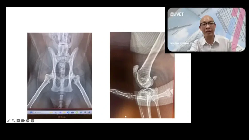 Assoc Prof Kumpanart Soontornvipart from Chulalongkorn University presents material on Feline Osteoarthritis, May 15, 2024. (Photo: Bintang Muslimah)