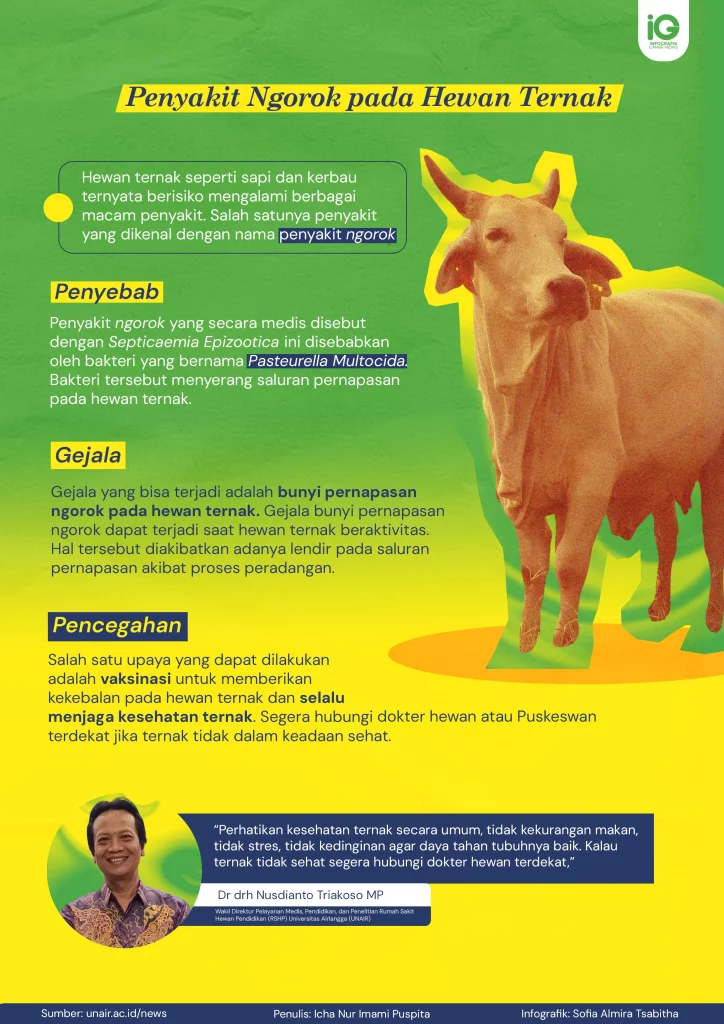 Infografik: Penyakit Ngorok pada Hewan Ternak